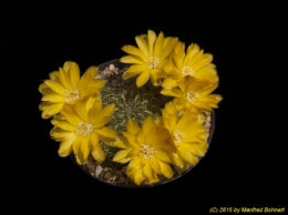 Sulcorebutia elizabethae VZ204 3379 
